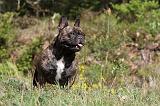 BOULEDOGUE FRANCAIS 418
